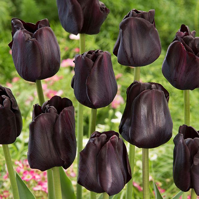 Hovedbilde Tulipan Paul Scherer - 6 løk