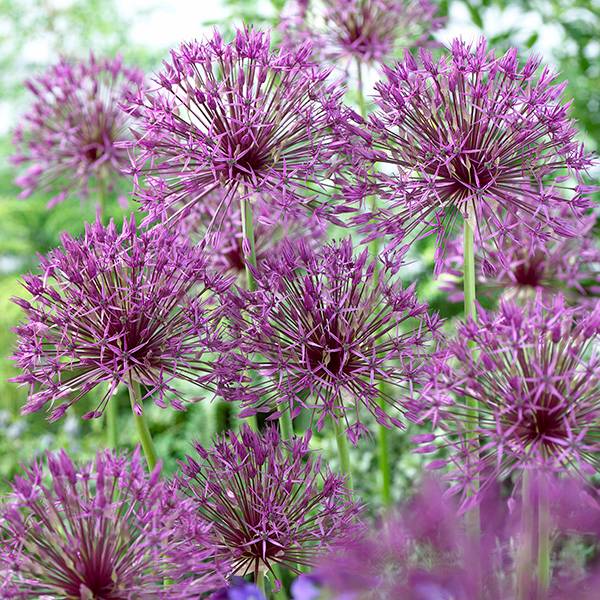 Bilde av Allium Purple Rain - 5 løk - Nyhet!