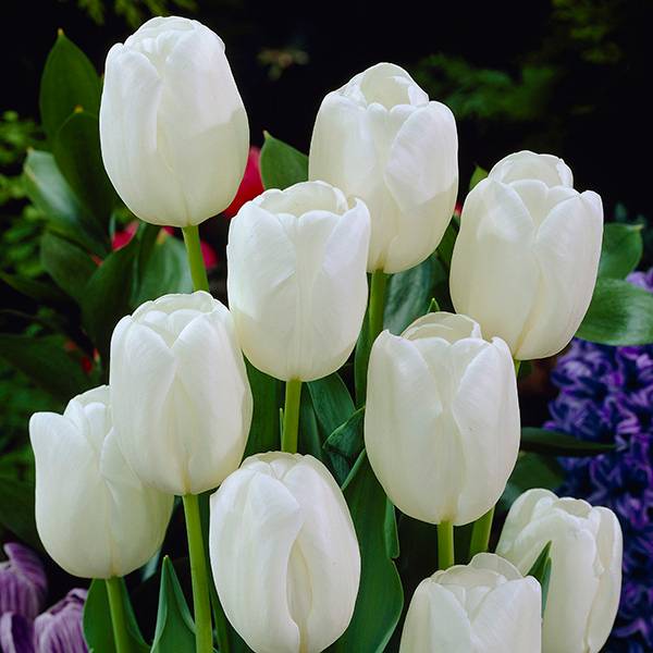 Bilde av Tulipan White Dream - 10 løk - Nyhet!