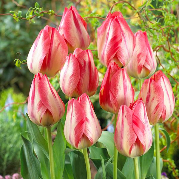 Bilde av Tulipan Spryng Break - 8 løk - Nyhet!