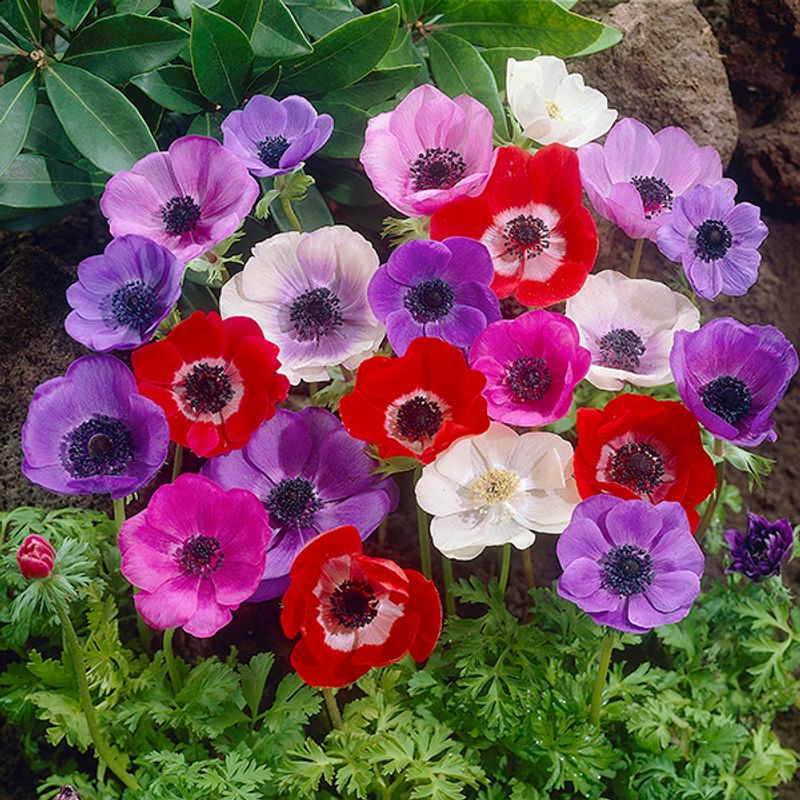 Anemone coronaria De Caen. Fargeblanding - 10 knoller
