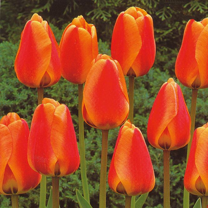 Hovedbilde Tulipan Apeldoorn's Elite - 10 løk