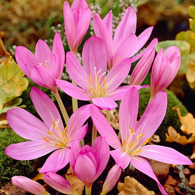 Hovedbilde  Colchicum cilicium Purpureum. Tidløs - 1 løk