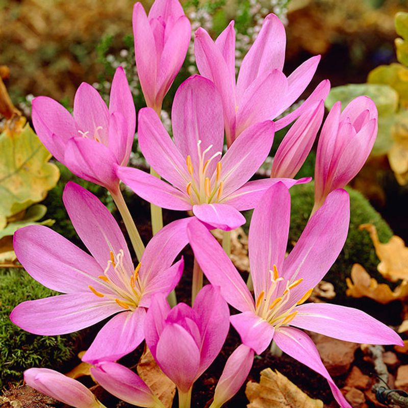  Colchicum cilicium Purpureum. Tidløs - 1 løk