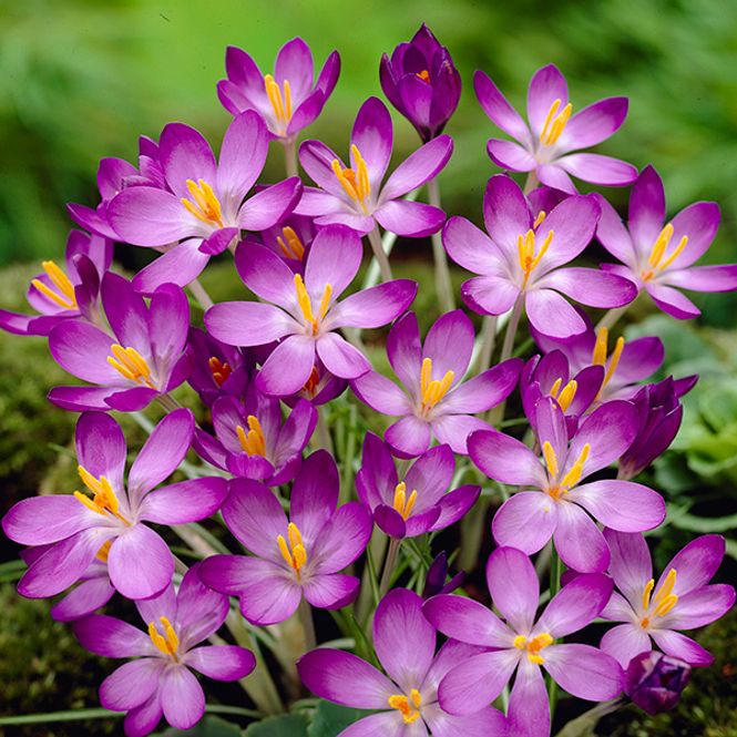 Hovedbilde Krokus Whitewell Purple - 15 knoller