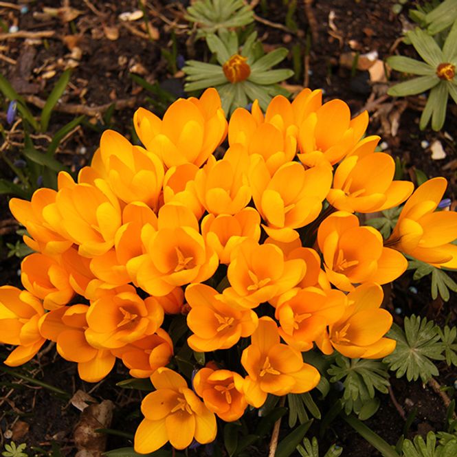 Hovedbilde Krokus Goldilocks - 15 knoller
