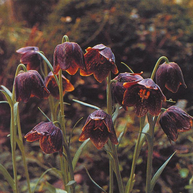 Hovedbilde Fritillaria davisii -  3 løk