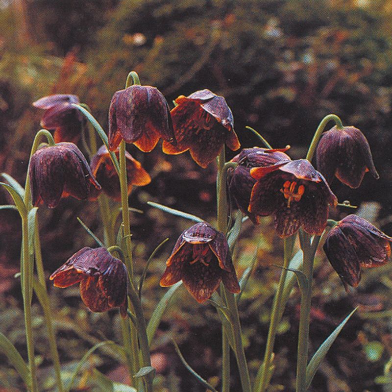 Fritillaria davisii -  3 løk