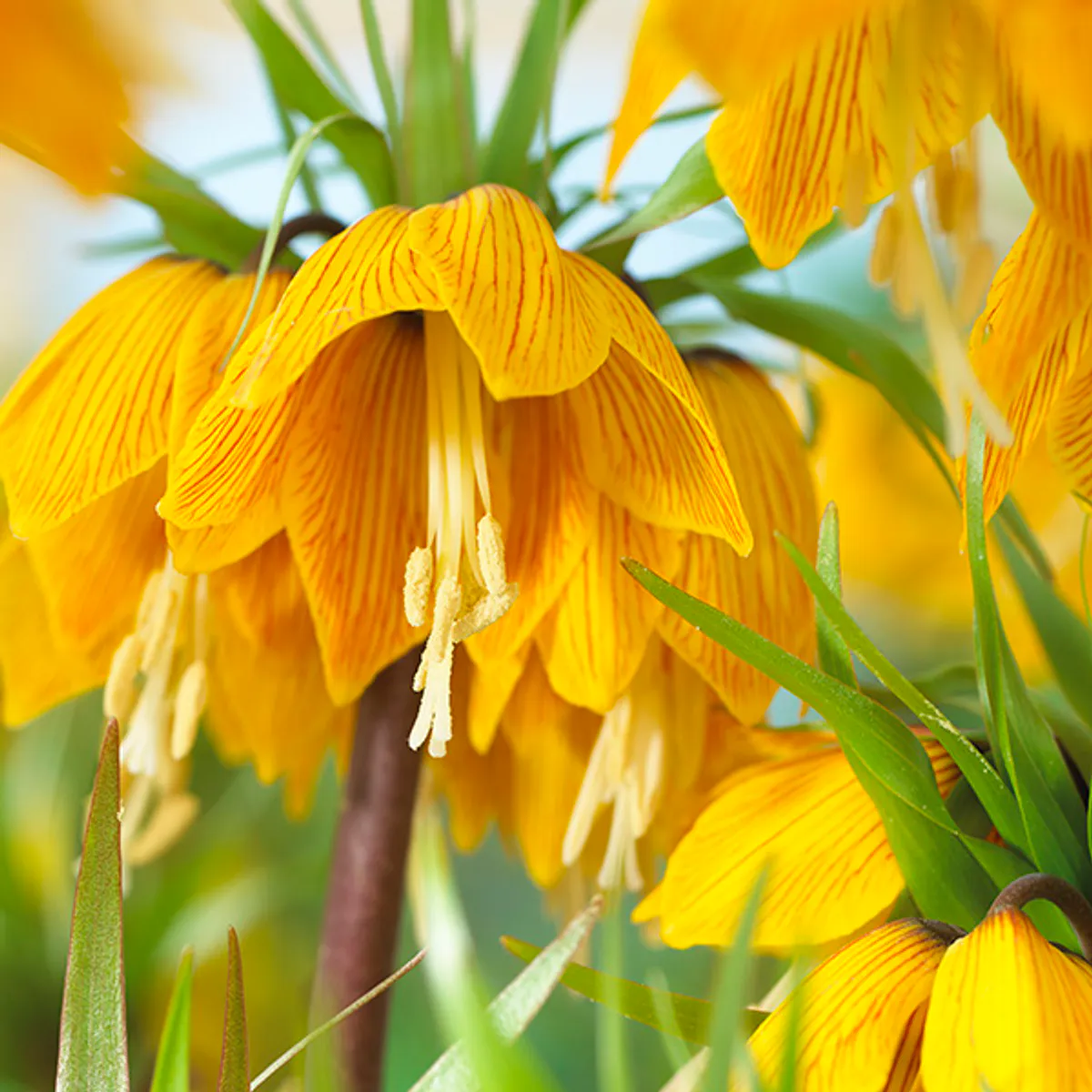 Fritillaria imperialis Striped Beauty. Keiserkrone - 1 løk