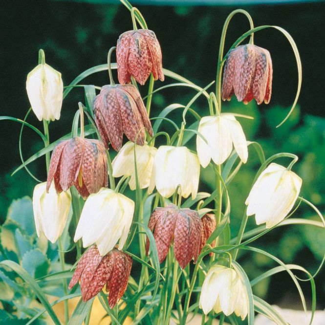 Hovedbilde Fritillaria meleagris i blanding. Rutelilje ...