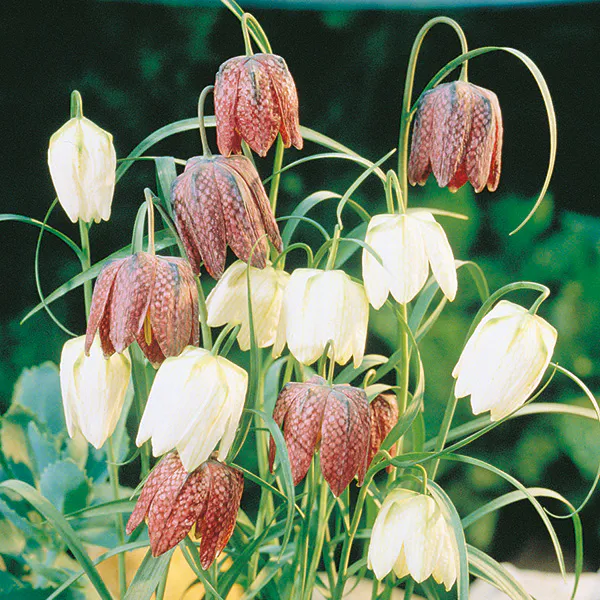 Hovedbilde Fritillaria meleagris i blanding. Rutelilje ...