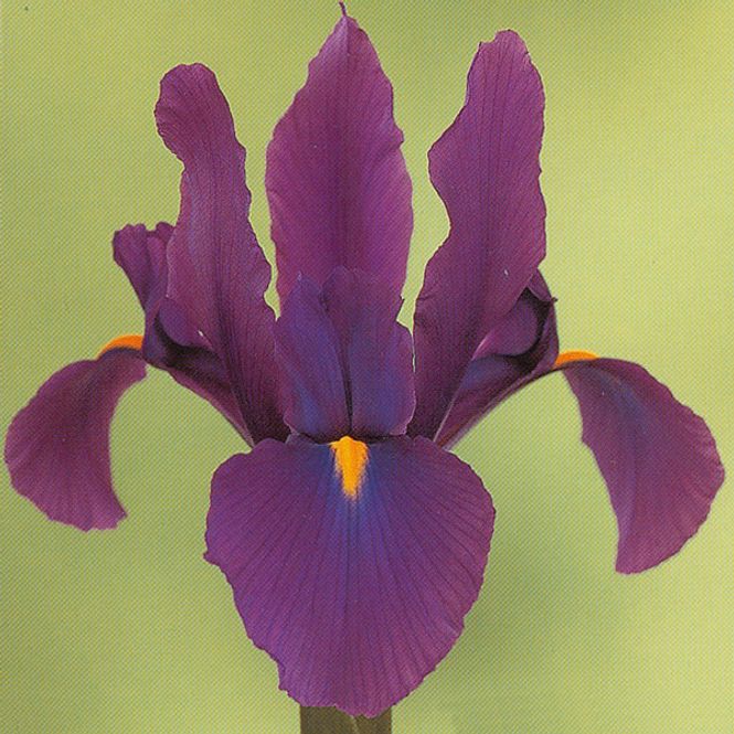 Hovedbilde Iris hollandica Purple Sensation - 10 løk