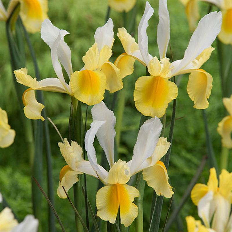 Iris hollandica Montecito - 10 løk