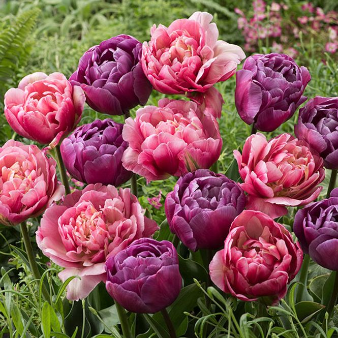 Hovedbilde Tulipan Columbus / Blue Diamond - 8 løk