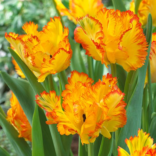 Bilde av Tulipan Caribbean Parrot - 5 løk