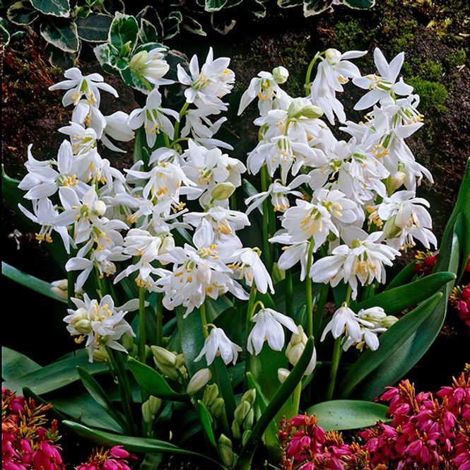 Hovedbilde Scilla siberica Alba - 10 løk