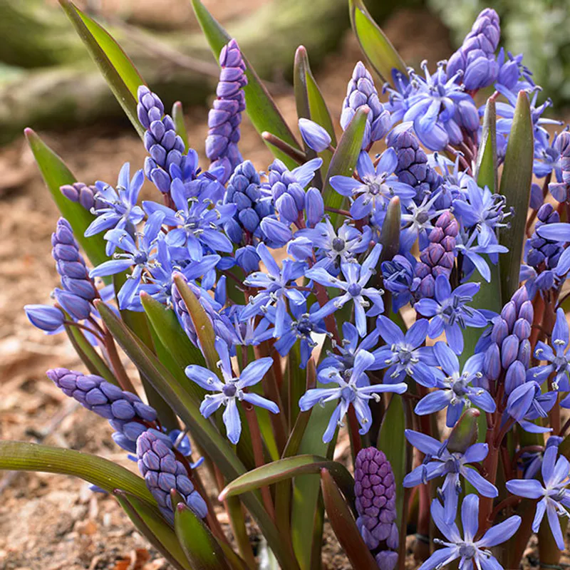Scilla bifolia - 10 løk