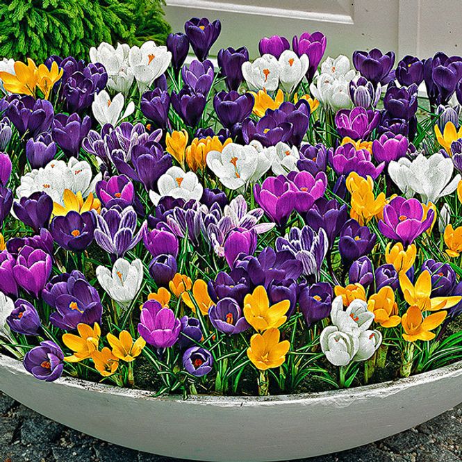 Hovedbilde Storblomstret krokus - 100 knoller