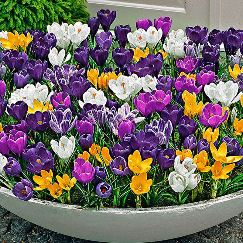 Storblomstret krokus - 100 knoller