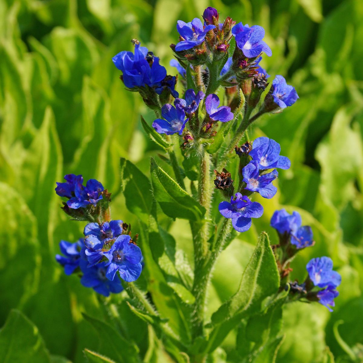 Anchusa azurea Loddon Royalist. Italiensk oksetunge - 1 rot