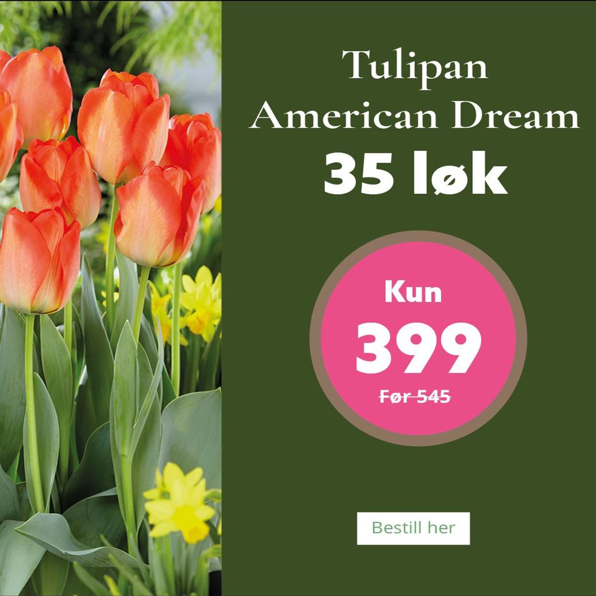 Tulipan American Dream - 35 løk