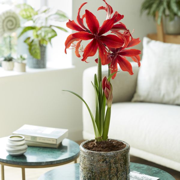 Hovedbilde Amaryllis Red Amazone - 1 løk