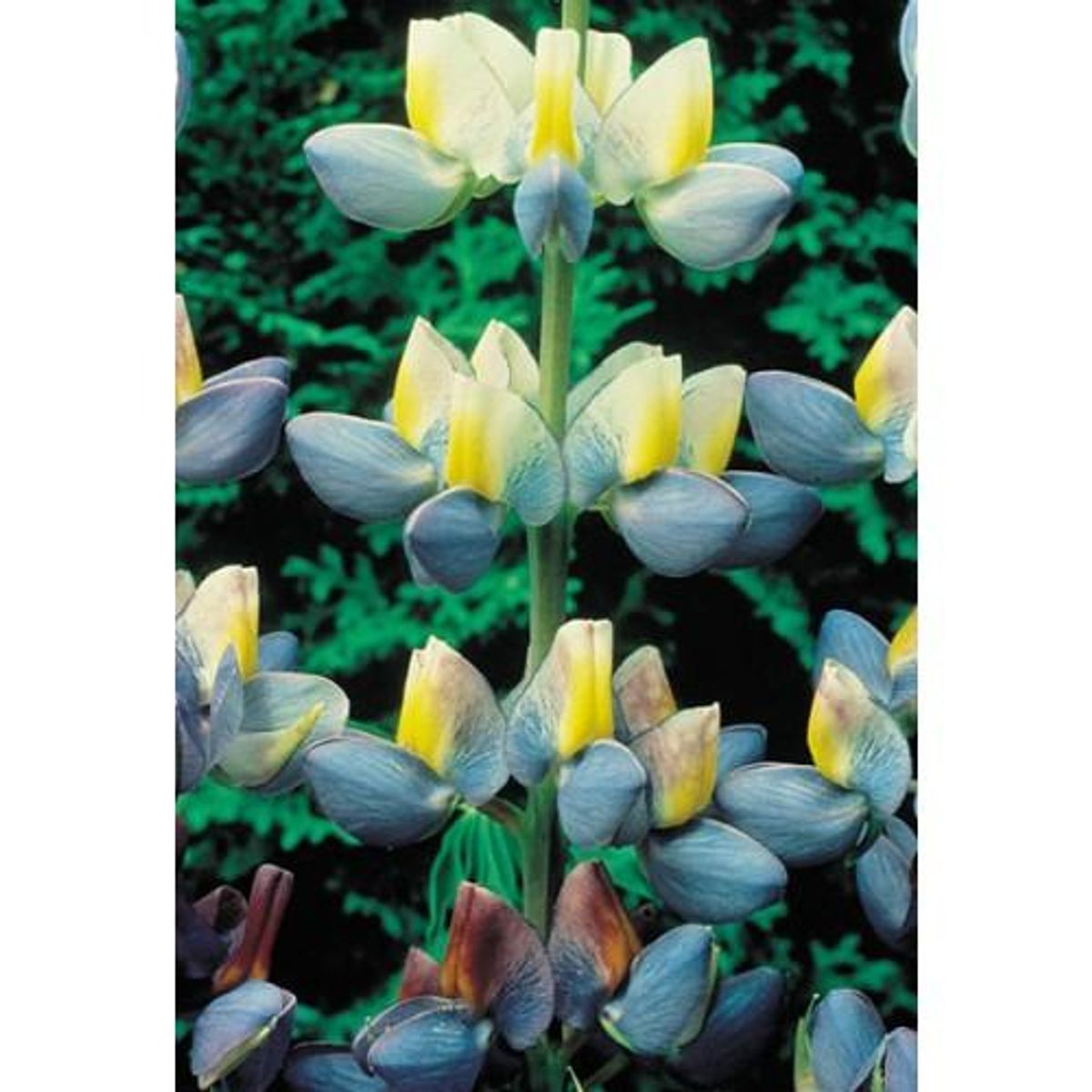 Lupin Sunrise -Frø-
