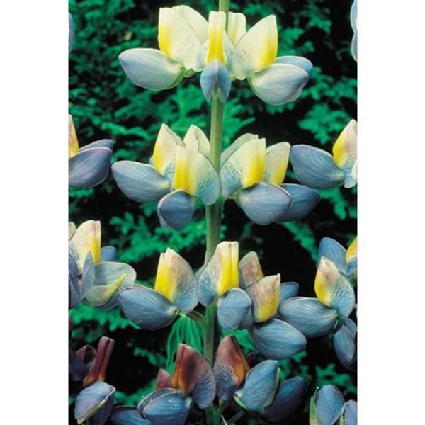 Hovedbilde Lupin Sunrise -Frø-