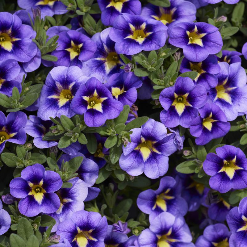 Calibrachoa Cabaret Bumble Bee Blue. Mini Petunia i 10,5 cm potte.
