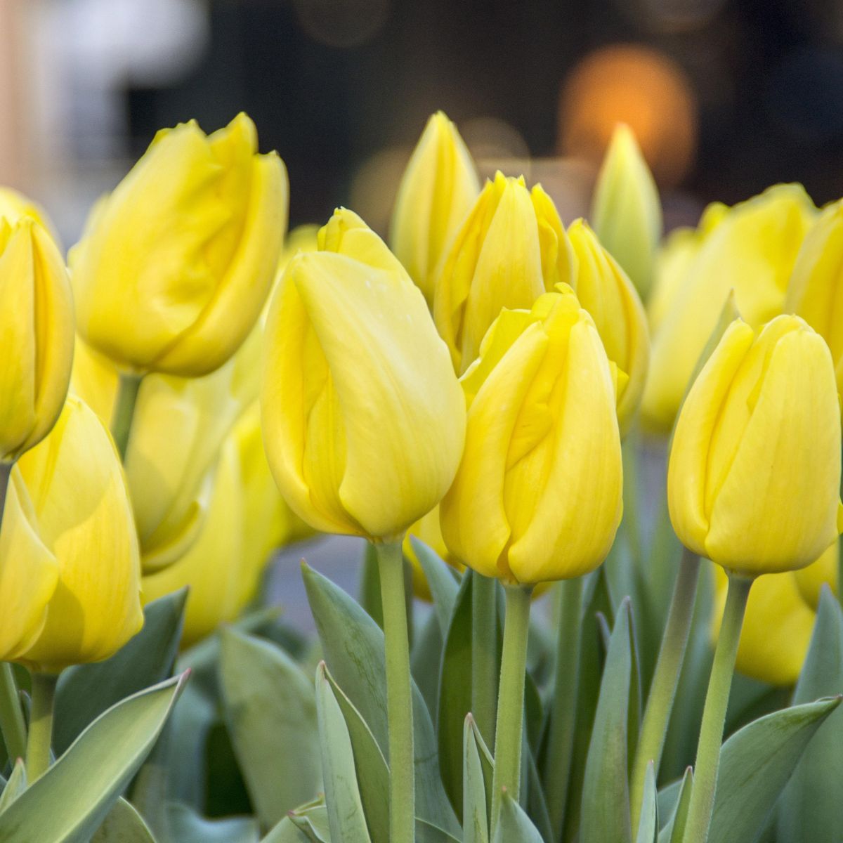 Tulipan Yokohama - 6 løk