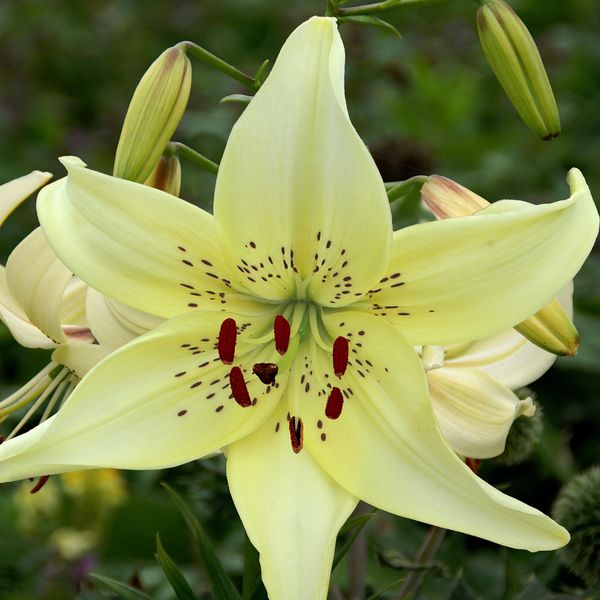 Hovedbilde Lilje Sweet Surrender - 3 løk