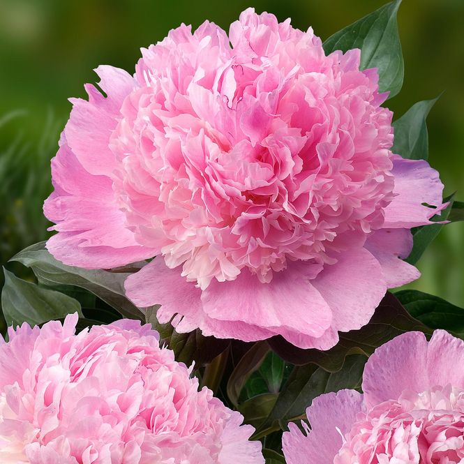 Hovedbilde Paeonia lactiflora Angel Cheeks. Silkepeon - 1 ...