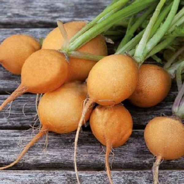 Hovedbilde Reddik, gul Zlata -Frø-