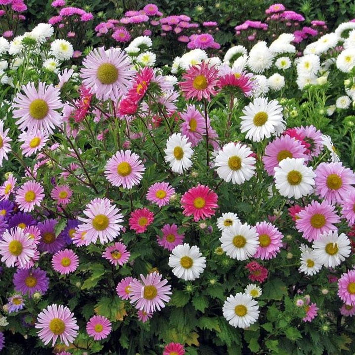 Aster/Callistephus chinensis Madeleine Mix -Frø-