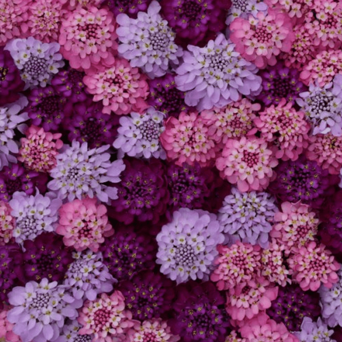 Iberis umbellata Sweet Candy. Snøsløyfe -Frø-