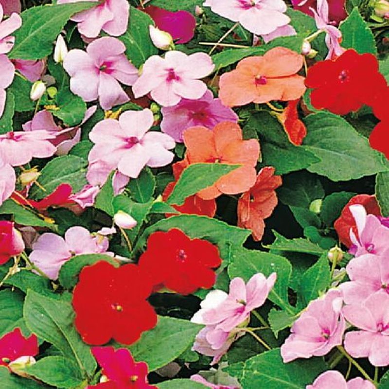 Impatiens Walleriana Baby Mixed. Flittiglise - Frø -