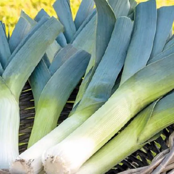 Hovedbilde Purre Bluegreen Winter -Frø-