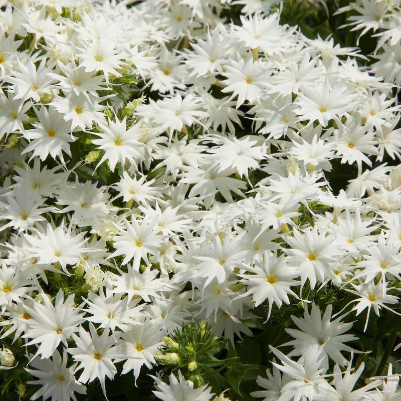 Phlox drummondii Popstars F1 Hvit -Frø-