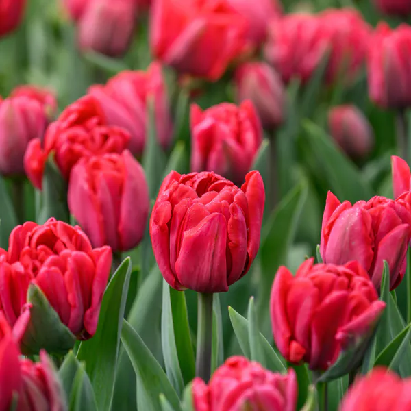 Hovedbilde Tulipan Red Foxtrot - 6 løk