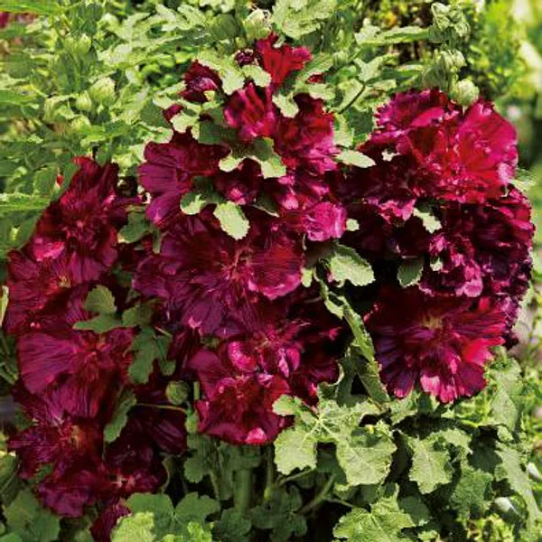 Hovedbilde Alcea Spring Celebrities Crimson Red - Stokkrose ...