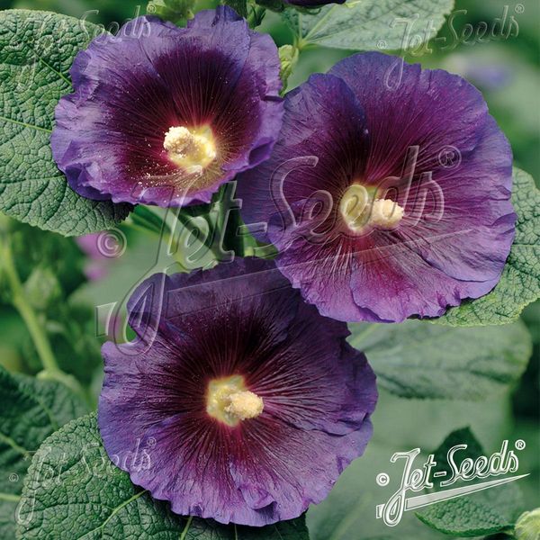 Hovedbilde Alcea rosea-hybrid Purple Rain. Stokkrose - Frø -