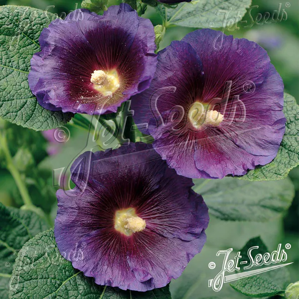 Hovedbilde Alcea rosea-hybrid Purple Rain. Stokkrose - Frø -