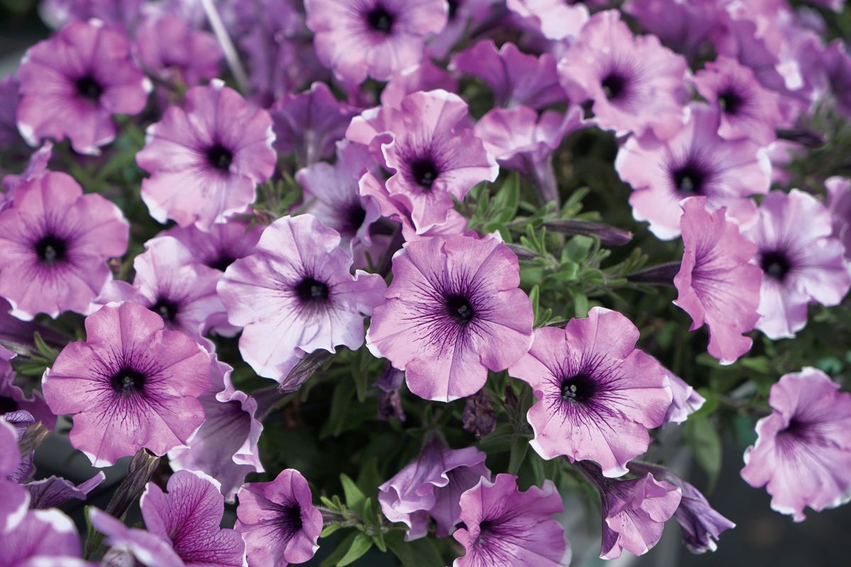 Petunia Famous Lavender Blush. 1 plante i 10,5 cm potte