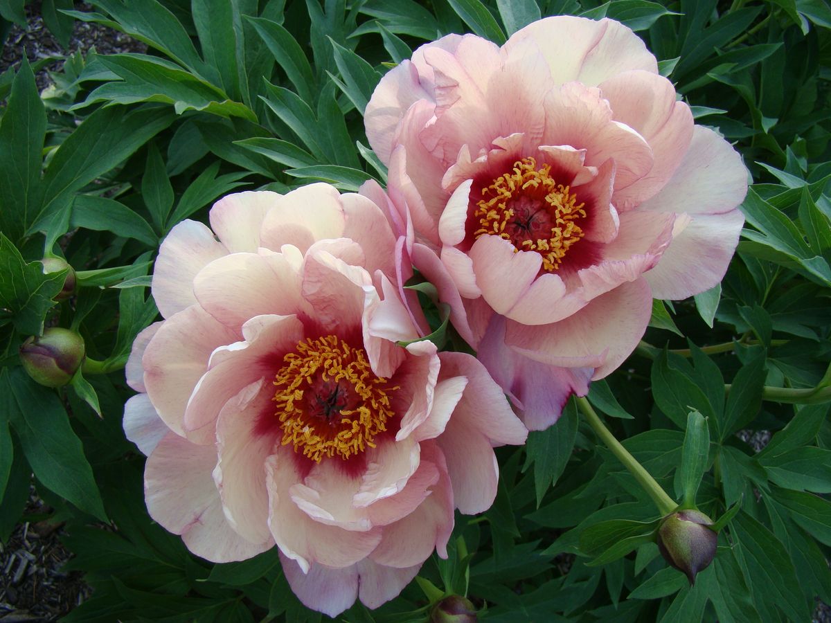 Paeonia itoh Berry Berry Fine. Edelpeon - 1 rot 