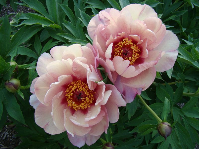Paeonia itoh Berry Berry Fine. Edelpeon - 1 rot 