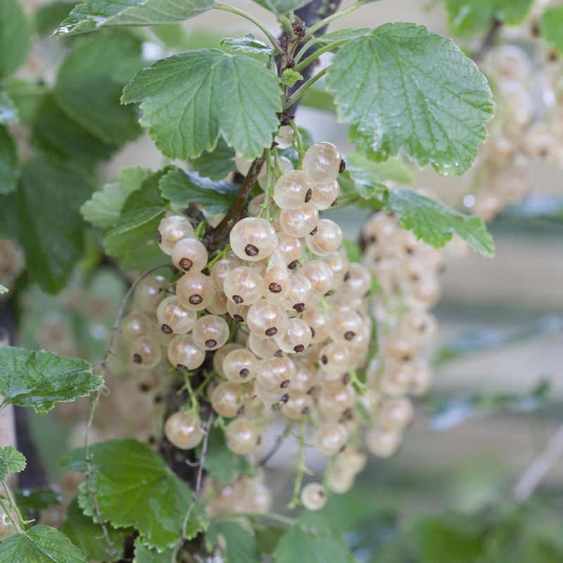 Rips, hvit. Ribes rubrum Witte Hollander - 1 plante i 2l potte