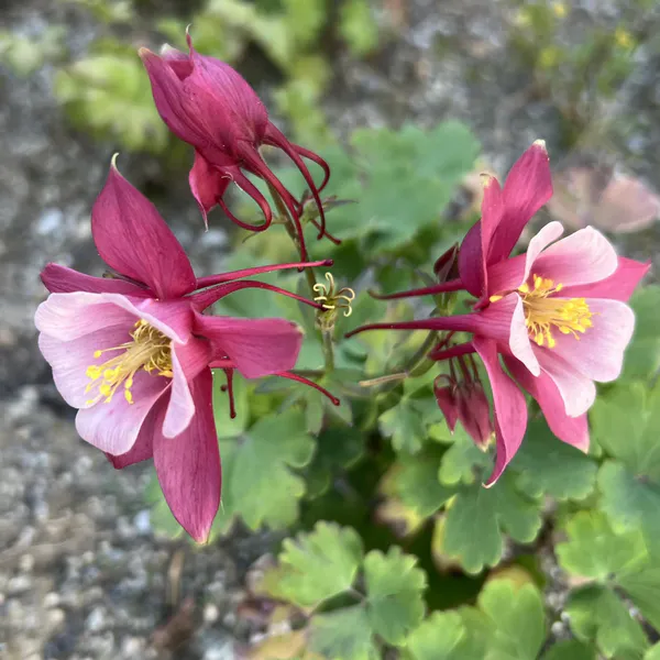 Hovedbilde Aquilegia caerulea Kirigami Rose & Pink. Akeleie ...