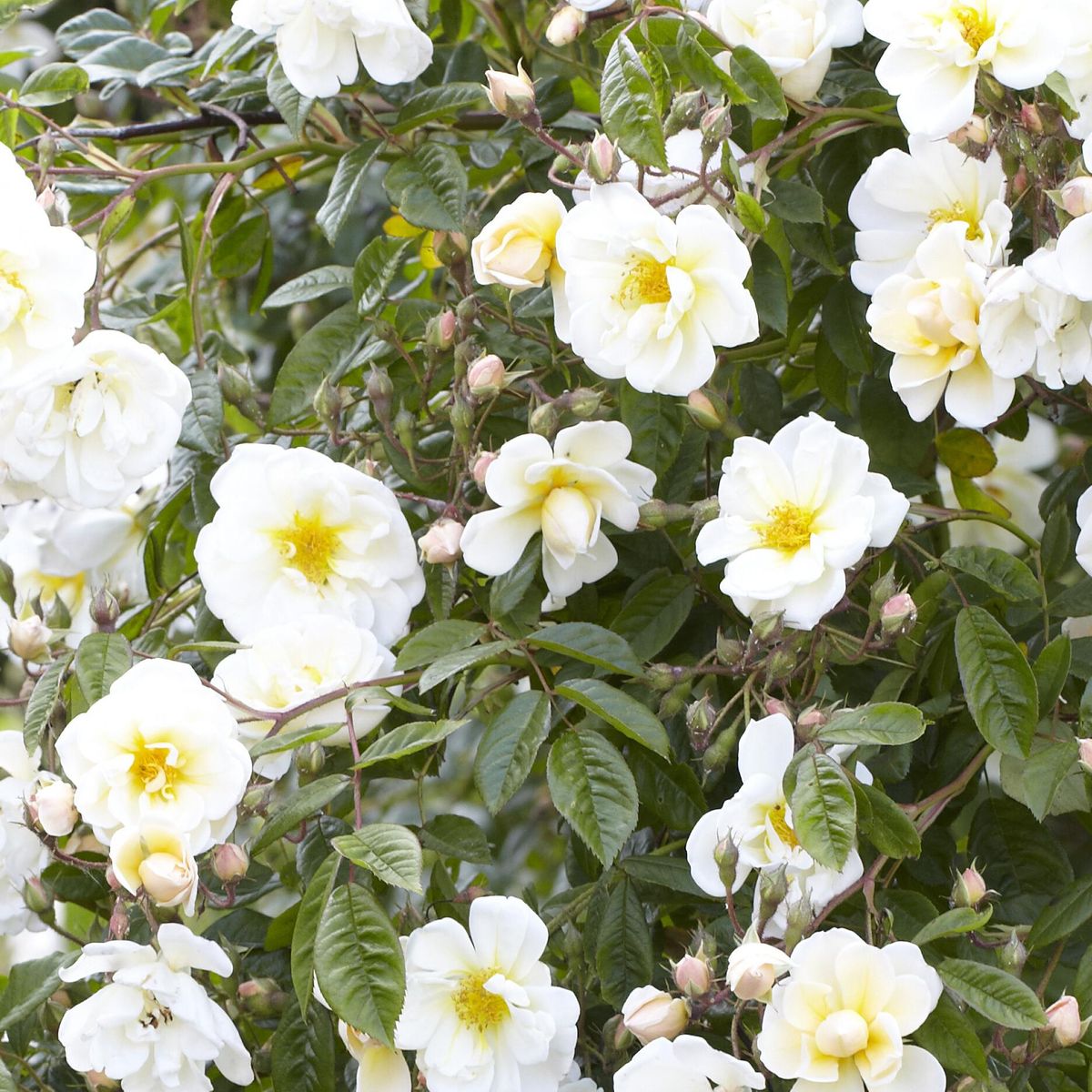 Rose Lykkefund. Klatrerose