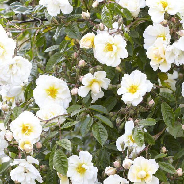 Hovedbilde Rose Lykkefund. Klatrerose