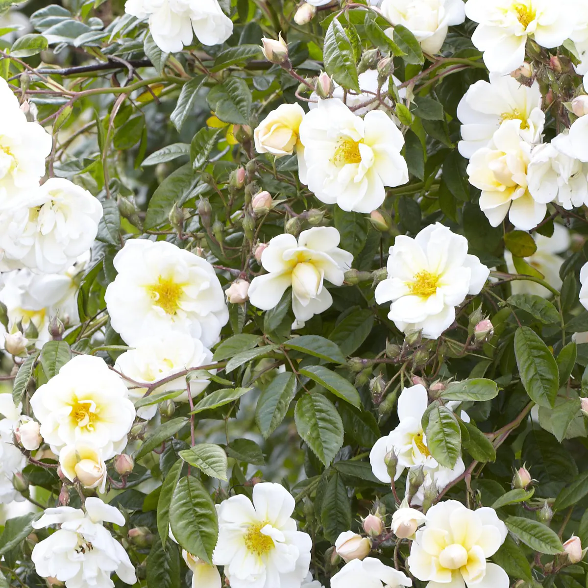 Rose Lykkefund. Klatrerose